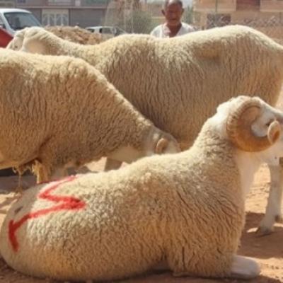 أضاحي العيد