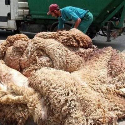 عملية جمع جلود الأضاحي