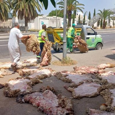 Large adhésion à travers les wilayas à la campagne de collecte des peaux des moutons de sacrifice