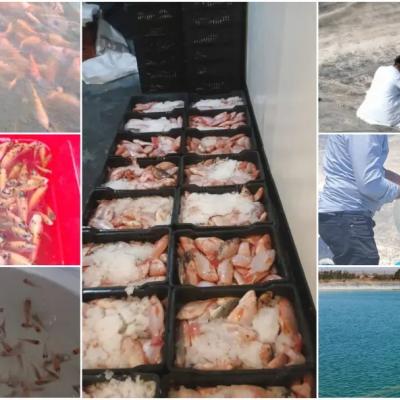 تربية أسماك البلطي الأحمر