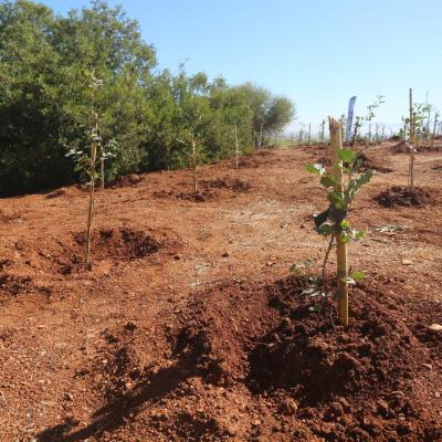 Plus de 1,3 million d'arbres plantés samedi