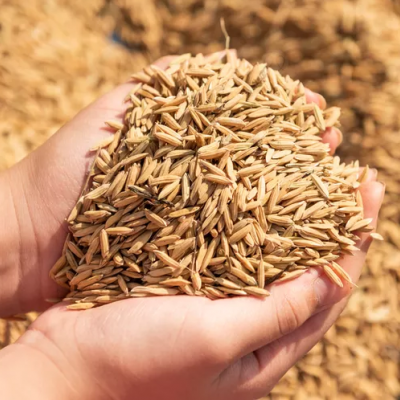 منتجي الشعير 