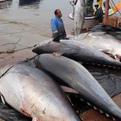 التونة الحمراء