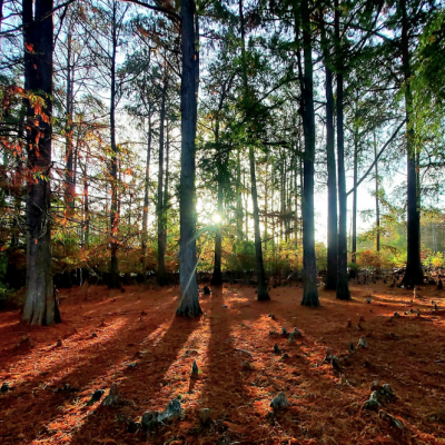 إنتاج الفلين