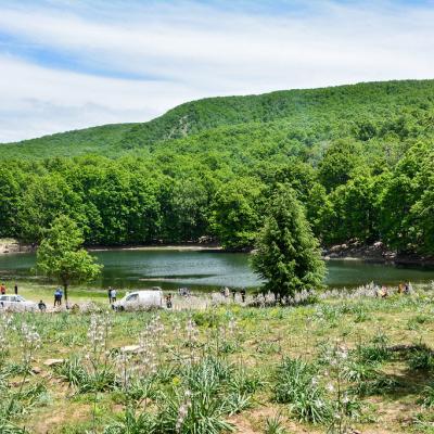 غابة أكفادو