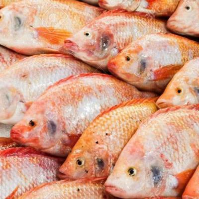  منصة رقمية جديدة مخصصة لتسويق سمك البلطي 