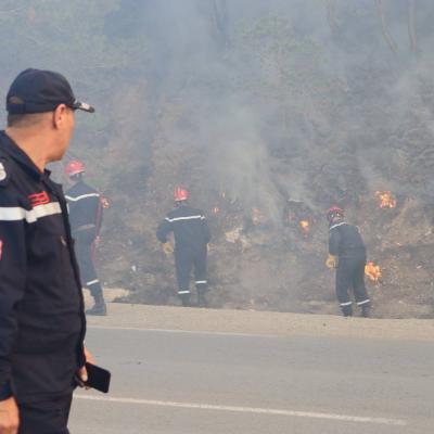 Incendies de forêts à Tipasa : mise en place d’une commission de wilaya pour évaluer les dégâts 