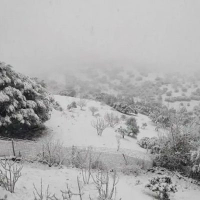 ثلوج مرتقبة بولايات الوطن 