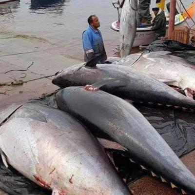 التونة الحمراء 