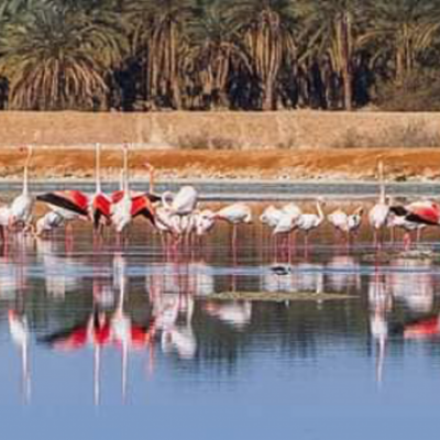 المناطق الرطبة