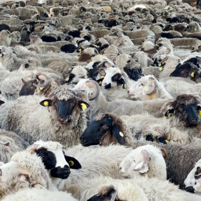 الأضاحي المستوردة