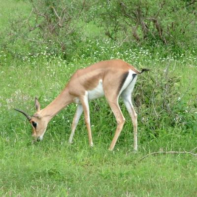 الغزال الصحراوي 