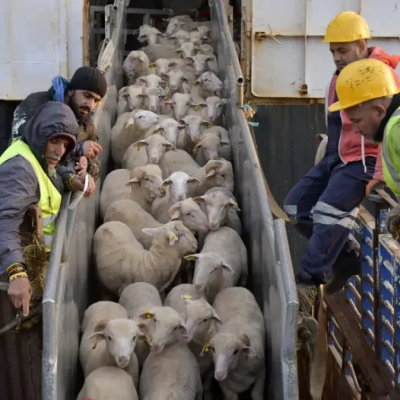 أضاحي العيد المستوردة 