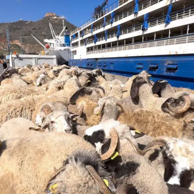 وهران أضاحي العيد