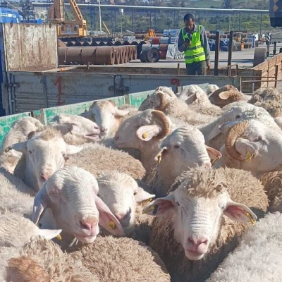 أضاحي العيد