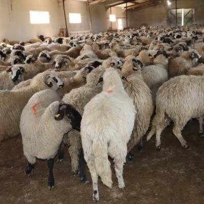  اقتناء أضاحي العيد عبر المنصة الرقمية 