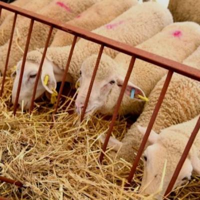  وهران: وصول أول شحنة من رؤوس الأغنام القادمة من رومانيا 