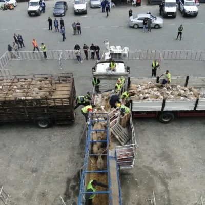 وصول أول شحنة من رؤوس الأغنام قادمة من رومانيا بالشلف