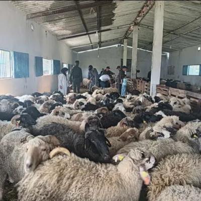 انطلاق بيع أضاحي العيد المستوردة بولاية عنابة 