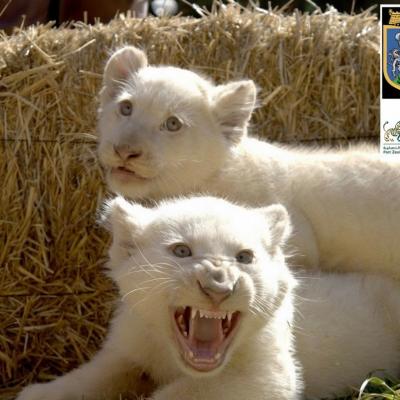 lions