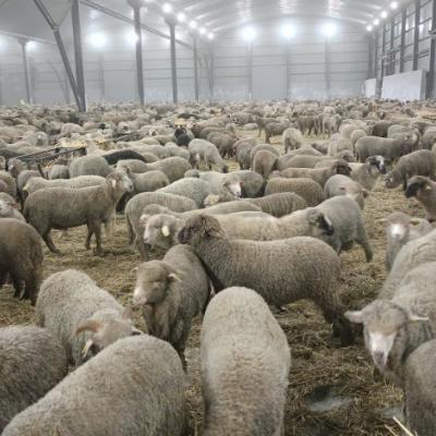 moutons-importes-09.05.26.jpg