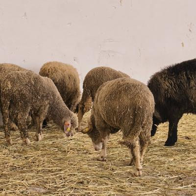 Laghouat : arrivée du premier lot de moutons d'importation et début des ventes dimanche