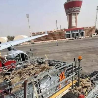 Arrivée d’un lot de 840 têtes de moutons importées à l’aéroport de Tamanrasset 
