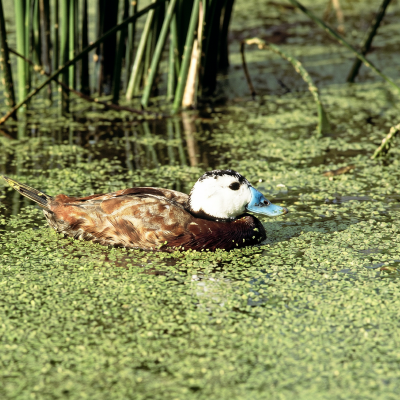 Waterbirds