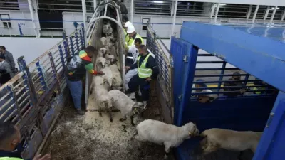 moutons-importes2.jpg