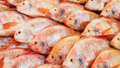 منصة رقمية جديدة مخصصة لتسويق سمك البلطي