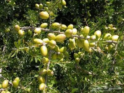 الأرغان