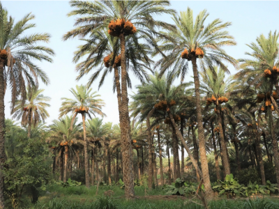 الزراعة في الواحات الزراعة في الواحات