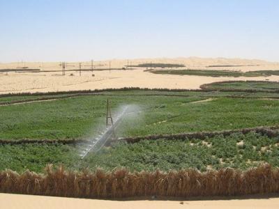تنمية الزراعات الصناعية في الأراضي الصحراوية 