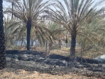 Palmeraies incendies