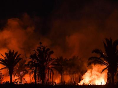 Verger de palmiers-dattiers parti en fumée à M'sila