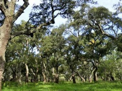 Gouvernement: examen d'un avant-projet de loi sur la gestion du patrimoine forestier