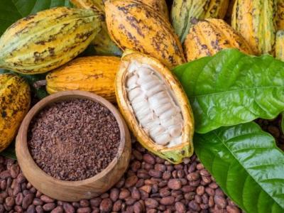 cacao.jpg