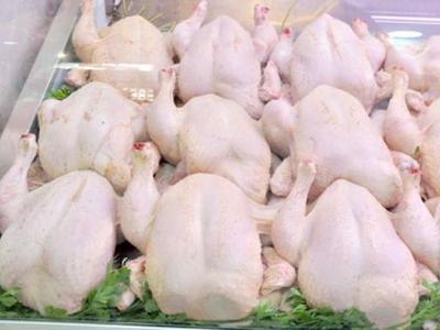 دجاج