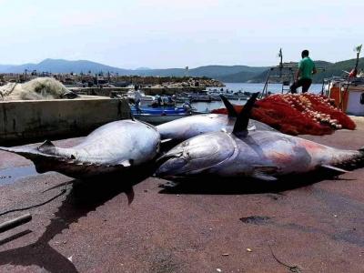 حملة صيد التونة الحمراء لسنة 2024