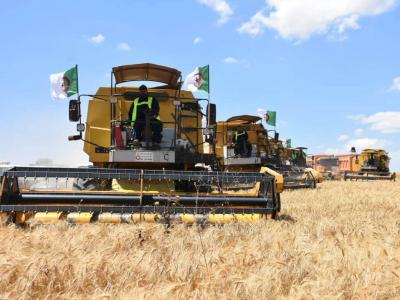 Céréales : vers l'autosuffisance en blé dur d'ici à 2027