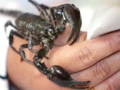 sscorpion.png