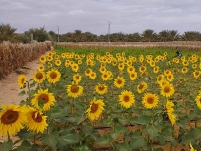 La culture du tournesol dans le Sud algérien