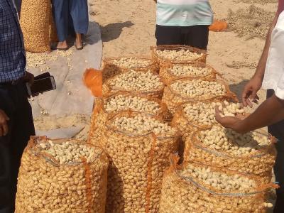 Plus de 115.000 quintaux d'arachides récoltés cette saison à El Oued