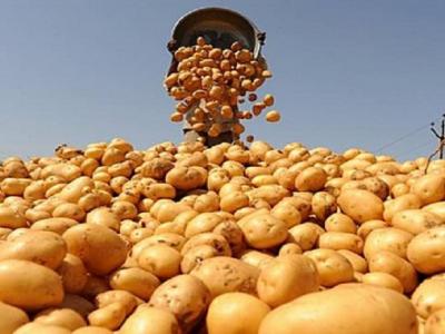 تفريغ كميات معتبرة من البطاطا