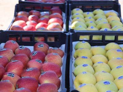 Vente directe de la pomme aux détaillants pour faire baisser les prix