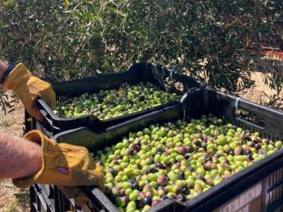 عملية جمع الزيتون