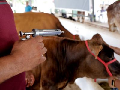 fievre_aphteuse-vaccination.jpg