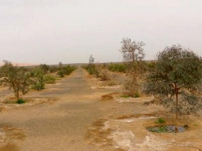 Jardin Tinemri sud