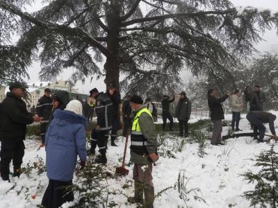 Lancement de la plantation de près de 4.000 plants de cèdre de  l'Atlas dans le parc national de Theniet El-Had 