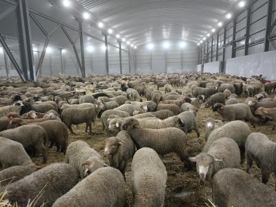Moutons importés de Roumanie 